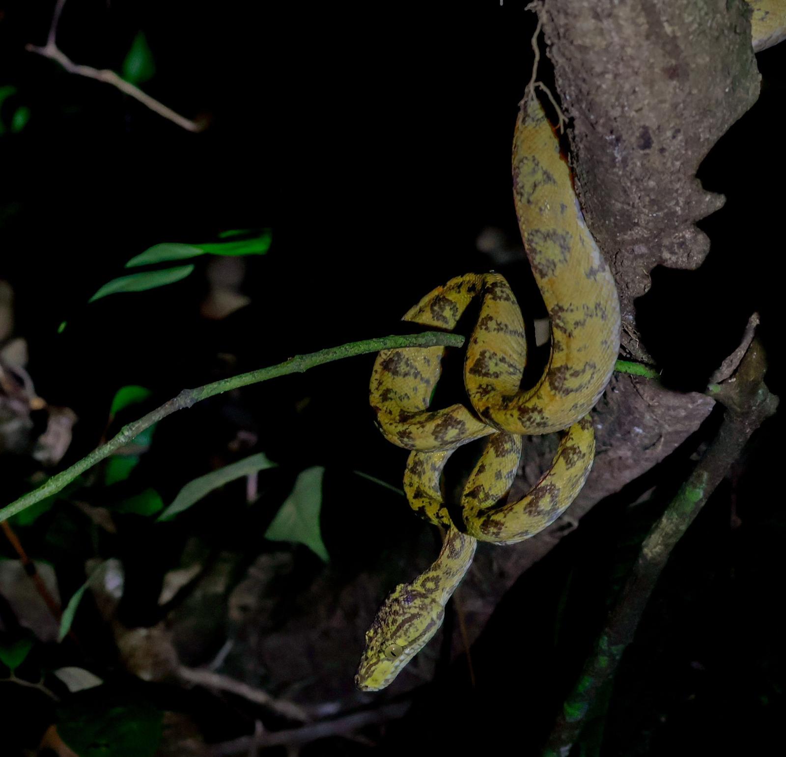 Corralus hortulanus Slanke boom boa