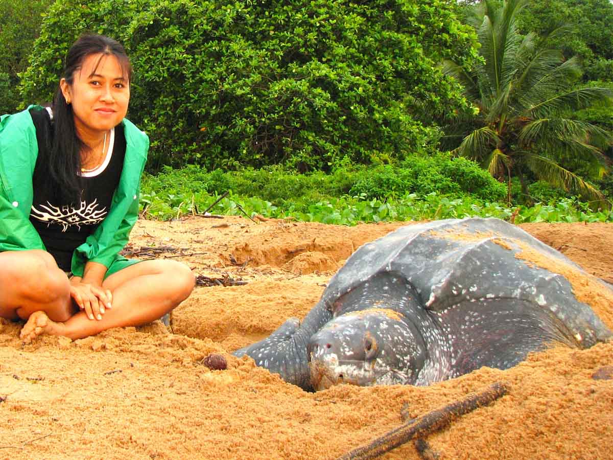 Sea Turtle - Galibi - Orange Travel suriname